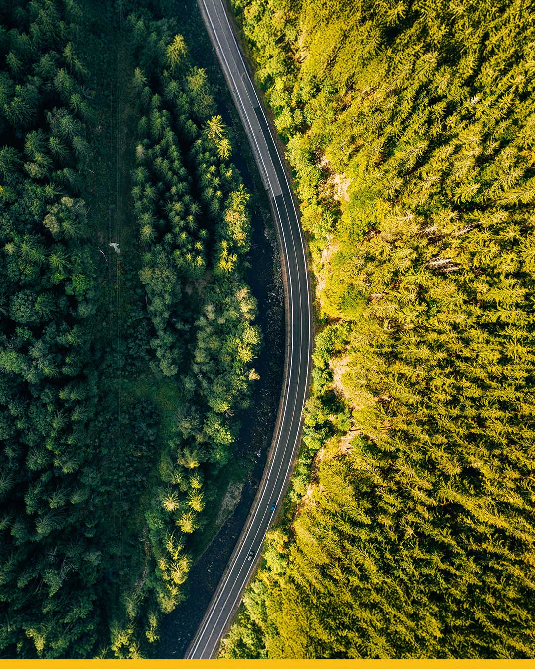 road surrounded by luscious greenery