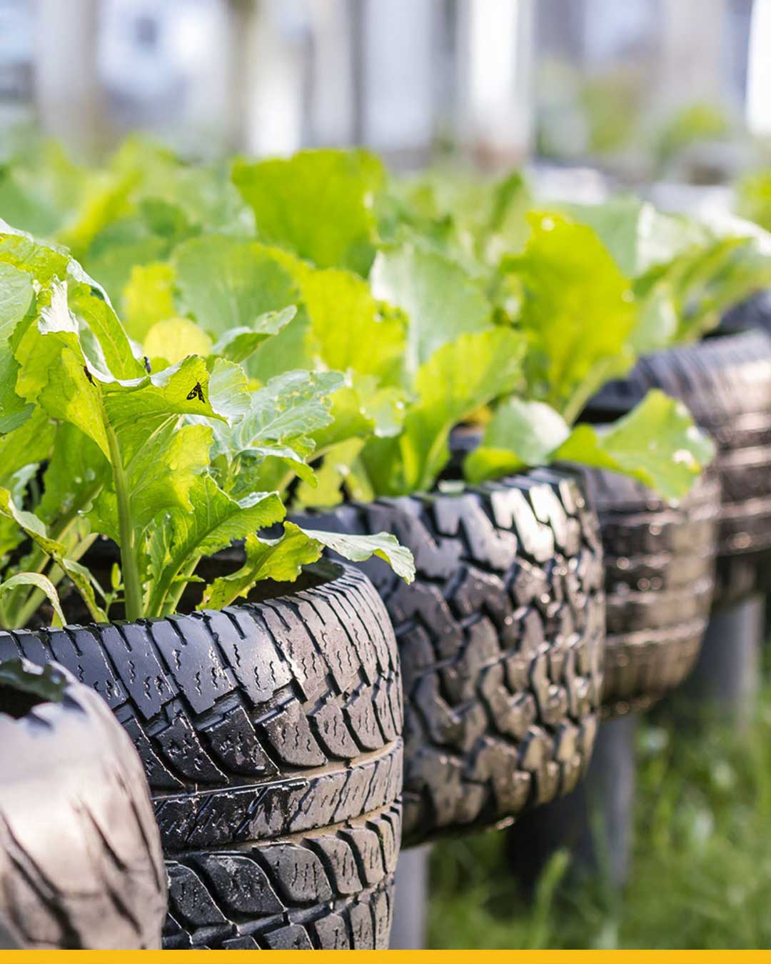 old recycled tires used as planters